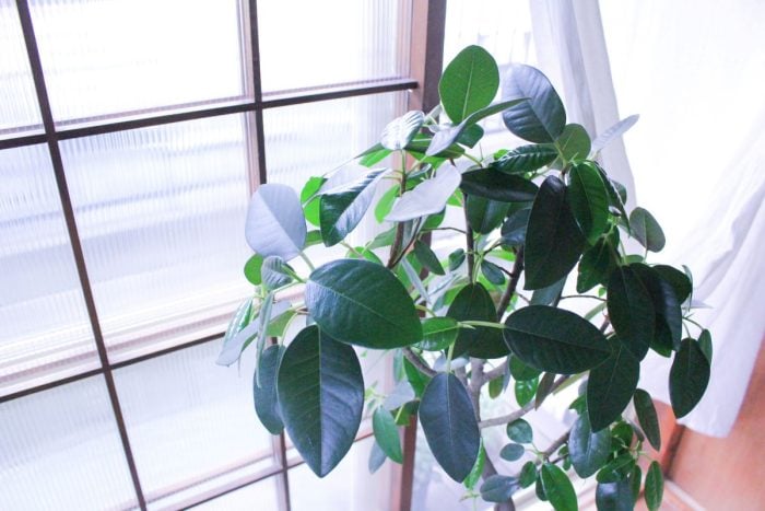 イエソト空間の達人たち③｜築古の家を心地良く育てる、庭と部屋を植物が行き来する暮らし