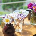 夏の窓辺が楽しくなる|なぜ人気?熱帯ミニスイレンの魅力に迫る