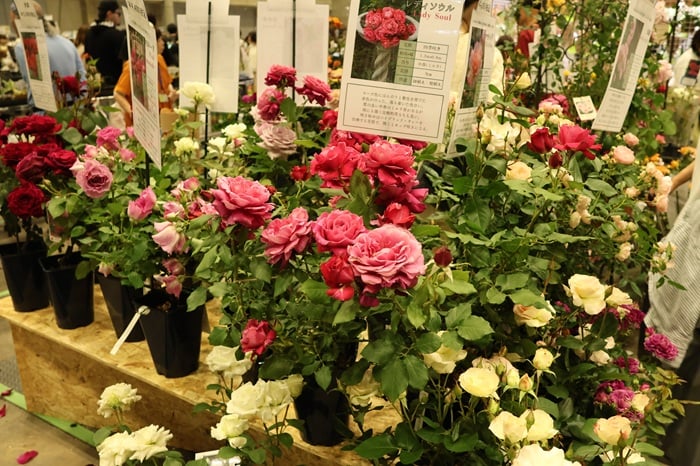 第8回花友フェスタ・幕張 ROSA VERTE コマツガーデン