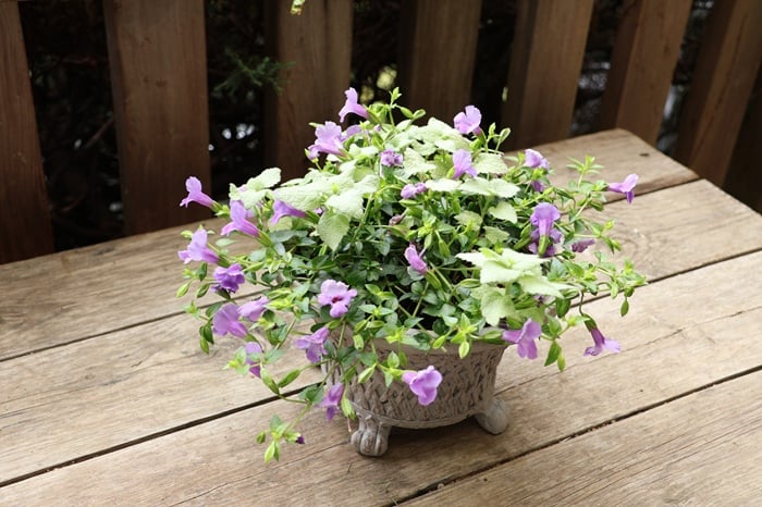 土谷ますみさん寄せ植え スーパートレニア