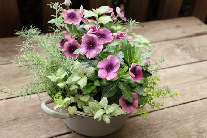 土谷ますみさん寄せ植え