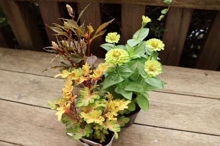3ポット寄せ植え