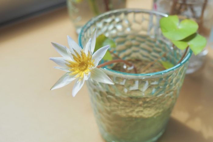 夏の窓辺が楽しくなる｜なぜ人気？熱帯ミニスイレンの魅力に迫る