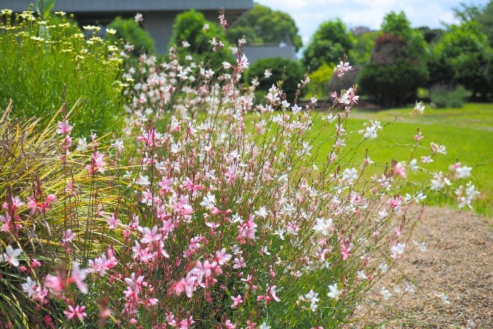 庭や植物はなぜ人を癒すのか？｜千葉大学 岩崎寛教授に聞く