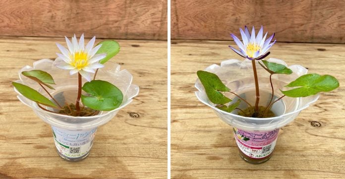 夏の窓辺が楽しくなる｜なぜ人気？熱帯ミニスイレンの魅力に迫る
