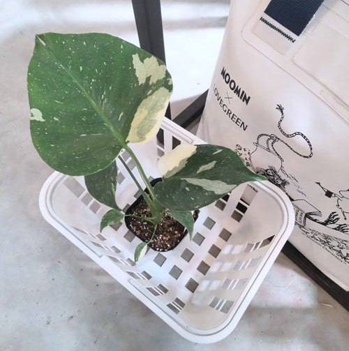 モンステラ　斑入りモンステラ　Jolie石川さん　