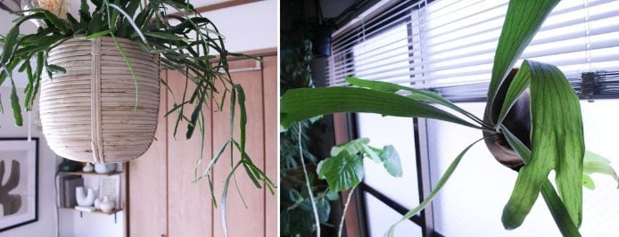 イエソト空間の達人たち④|一人暮らしで植物とインテリアを楽しむ、毎日帰りたくなる家