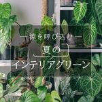 インテリアグリーン