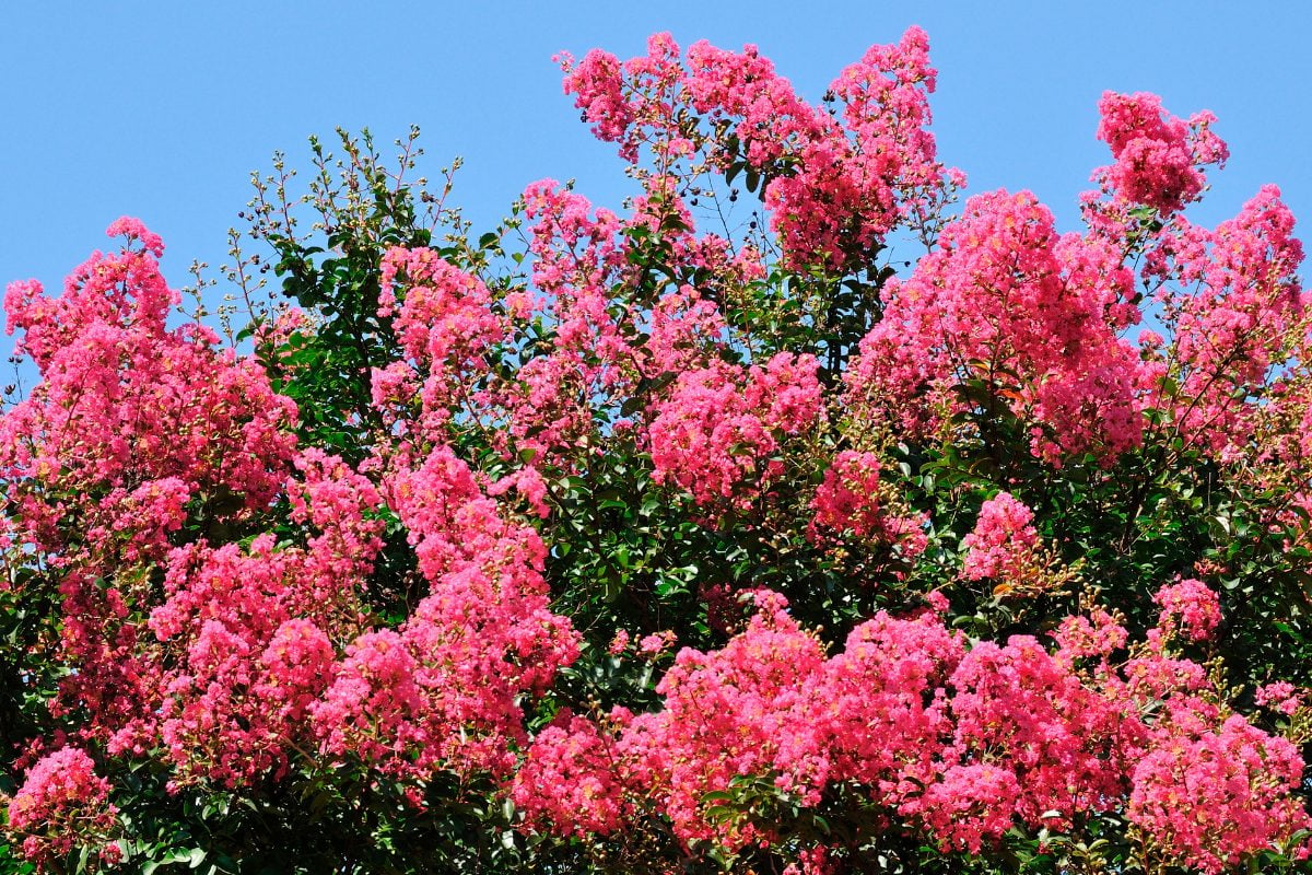 夏空に映える鮮やかな花 サルスベリ｜魅力や育て方、楽しみ方