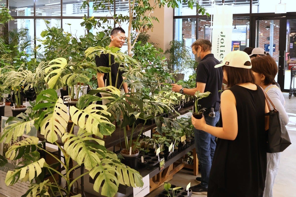 【プロ直伝】憧れのレア植物「斑入りモンステラ」はなぜ人気？Jolie石川さんに聞いた選び方のコツ