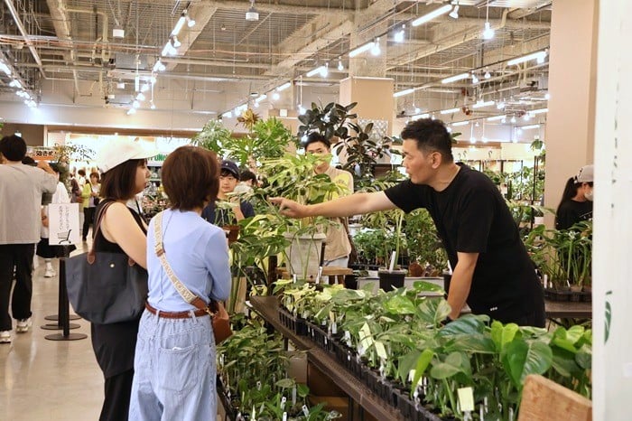 モンステラ　斑入りモンステラ　Jolie石川さん　