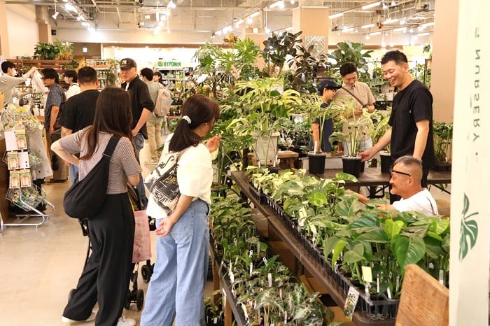 モンステラ　斑入りモンステラ　Jolie石川さん　