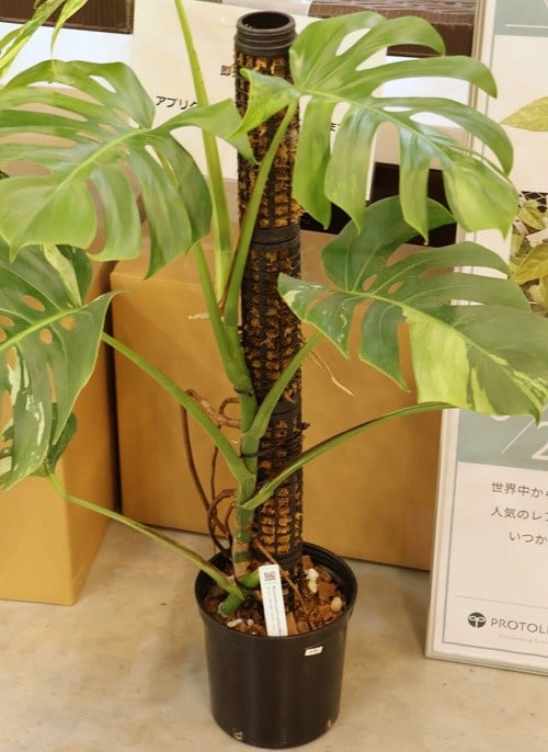 モンステラ　斑入りモンステラ　Jolie石川さん　