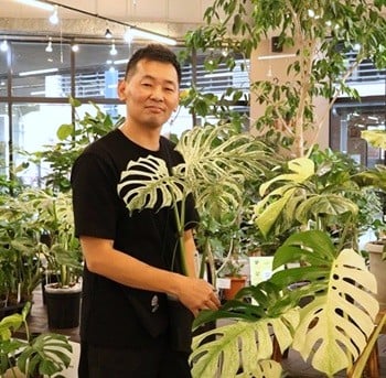 モンステラ　斑入りモンステラ　Jolie石川さん　