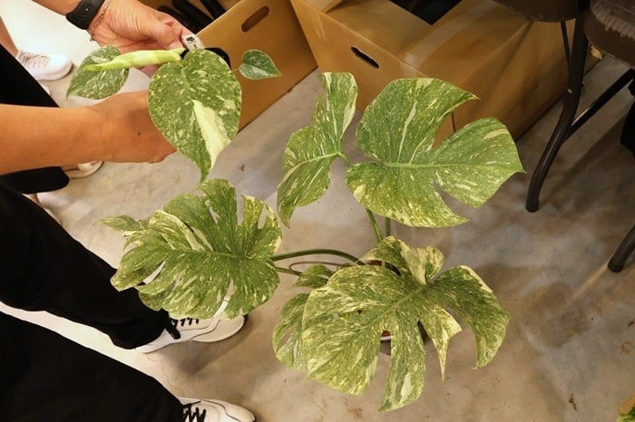 モンステラ　斑入りモンステラ　Jolie石川さん　