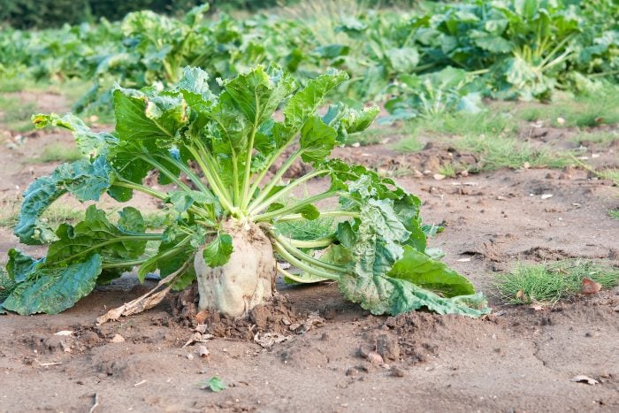 砂糖をつくりだす植物たち｜山下智道の世界の文化と植物紀行#11　サトウキビ　サトウダイコン　甜菜糖