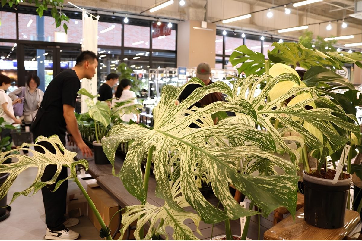 モンステラ　斑入りモンステラ　Jolie石川さん　