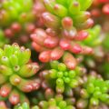 セダムAdobe stock