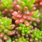 セダムAdobe stock