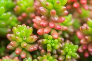 セダムAdobe stock