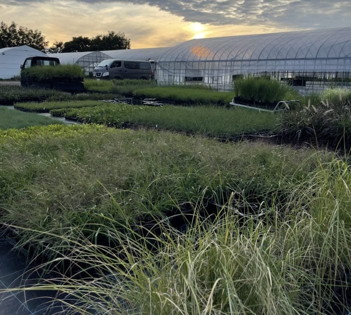 真夏の植物管理　どうしたらいい？｜畑や かとうふぁーむの自然に育つ庭づくり【7月】