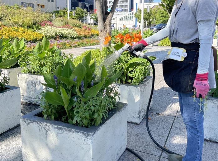 真夏の植物管理　どうしたらいい？｜畑や かとうふぁーむの自然に育つ庭づくり【7月】