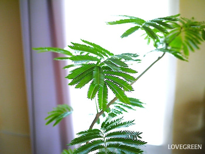 観葉植物
