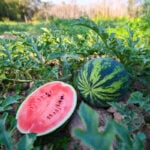 夏の象徴スイカを植物学から見る｜山下智道の世界の文化と植物紀行#12