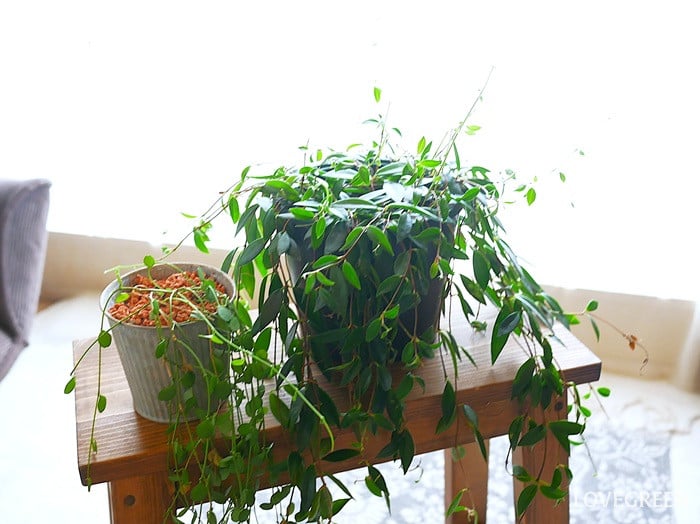 観葉植物