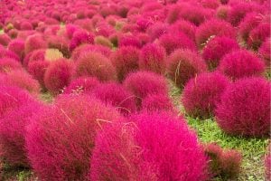 canvaコキア