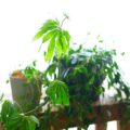 観葉植物