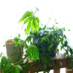 観葉植物