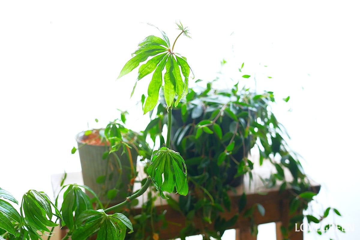 観葉植物のある暮らし|みずみずしい風を呼ぶインドアグリーンの魅力