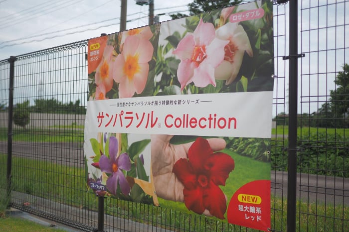 サントリーフラワーズ提案会レポート|夏の大本命サンパラソルとニチニチソウに新展開!