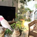 イエソト空間の達人たち⑥｜私の家は小さな熱帯。植物と動物が共存するアーバンジャングルができあがるまで