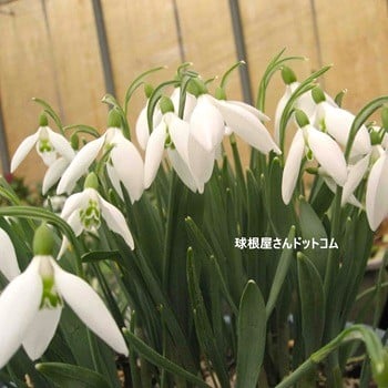 球根屋さんドットコムの写真 井上まゆ美さん