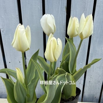 球根屋さんドットコムの写真　井上まゆ美さん