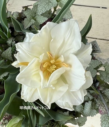 球根屋さんドットコムの写真 井上まゆ美さん