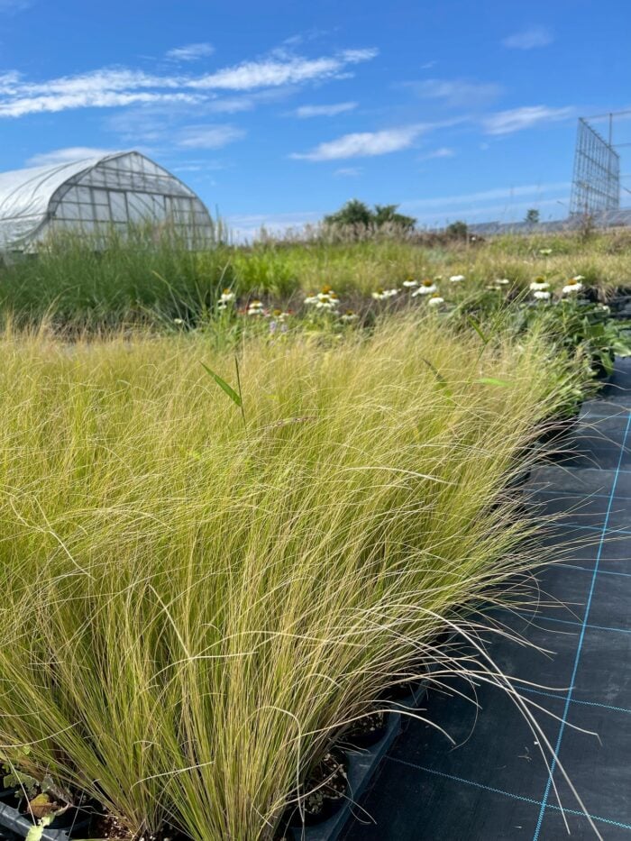 秋の景色をつくるグラス植物の魅力|畑や かとうふぁーむの自然に育つ庭づくり【9月】
スティパエンジェルヘアーは細く繊細な葉です