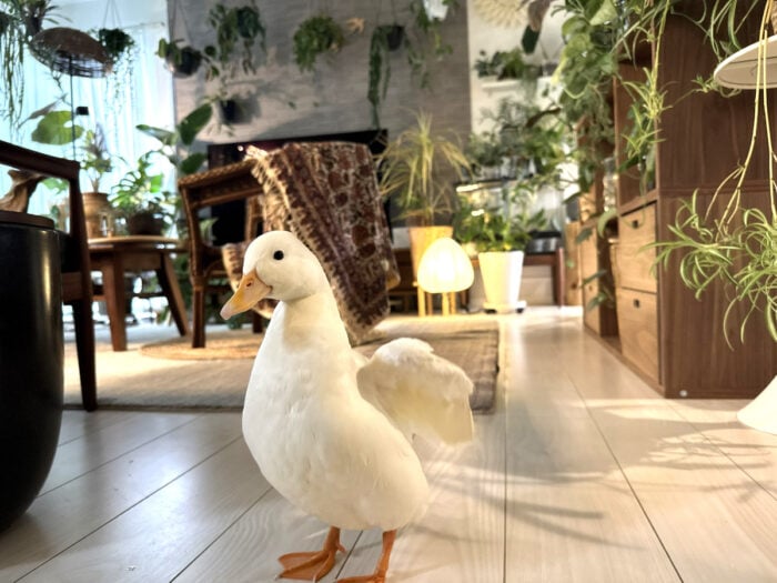 イエソト空間の達人たち⑥｜私の家は小さな熱帯。植物と動物が共存するアーバンジャングルができあがるまで