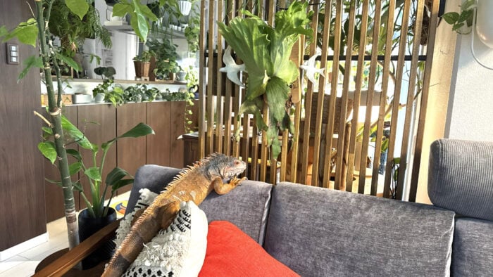 イエソト空間の達人たち⑥｜私の家は小さな熱帯。植物と動物が共存するアーバンジャングルができあがるまで