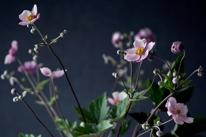 canvaシュウメイギク切り花
