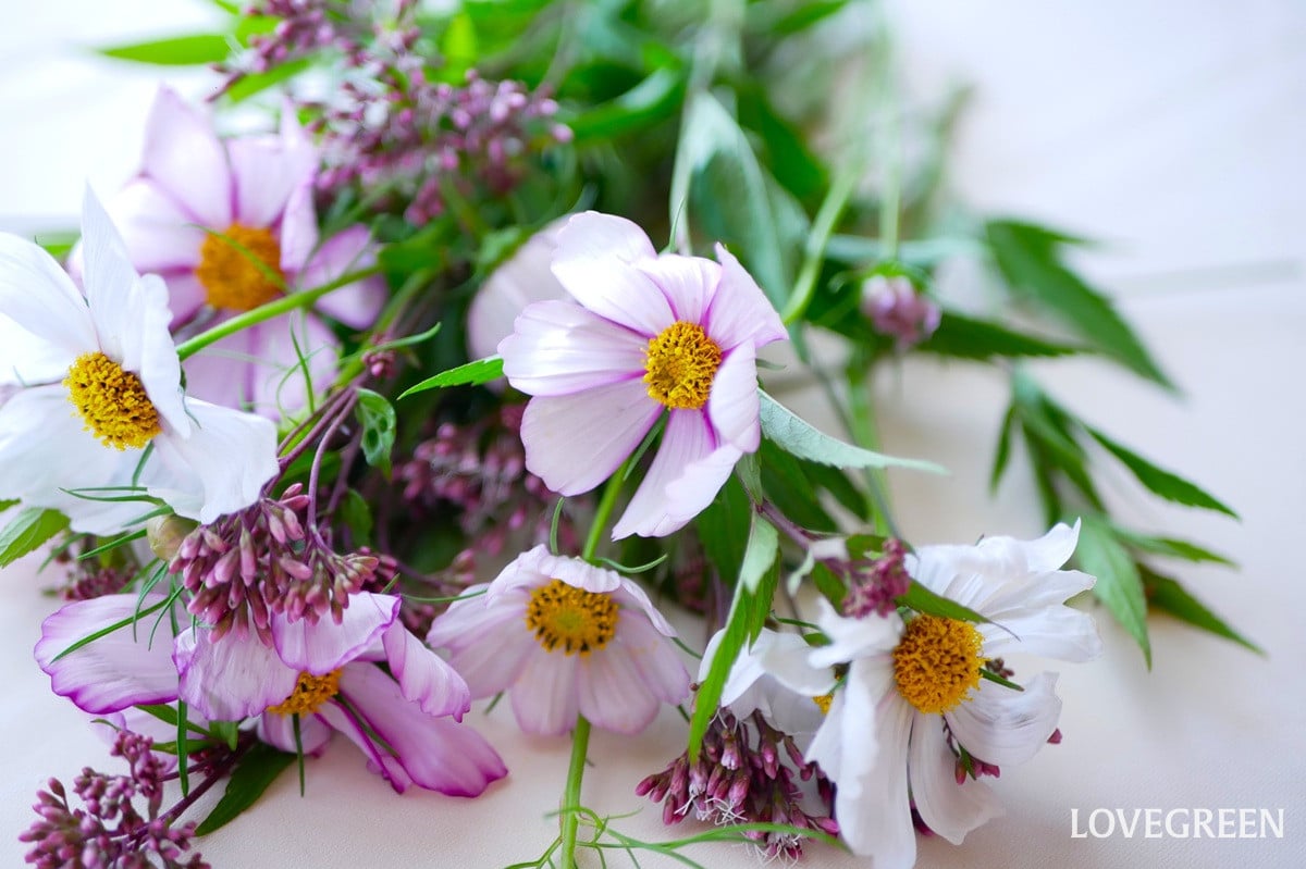 秋を感じる可憐な花。コスモスを長持ちさせる生け方とおしゃれに飾るコツ
