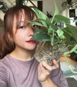 イエソト空間の達人たち⑥｜私の家は小さな熱帯。植物と動物が共存するアーバンジャングルができあがるまで　長崎在住のみなりんさん