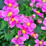canvaシュウメイギク