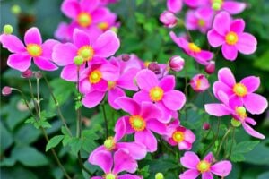 canvaシュウメイギク