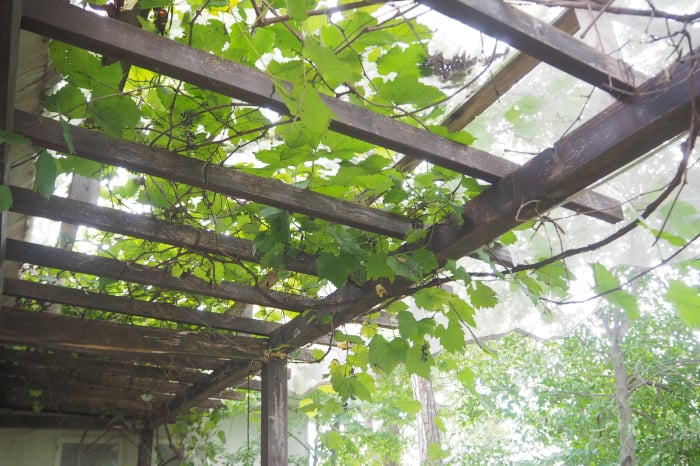 夏でもエアコンに頼らない暮らしを実現|自然の力を借りた庭づくりとは? 埼玉県熊谷市の「花音の森」