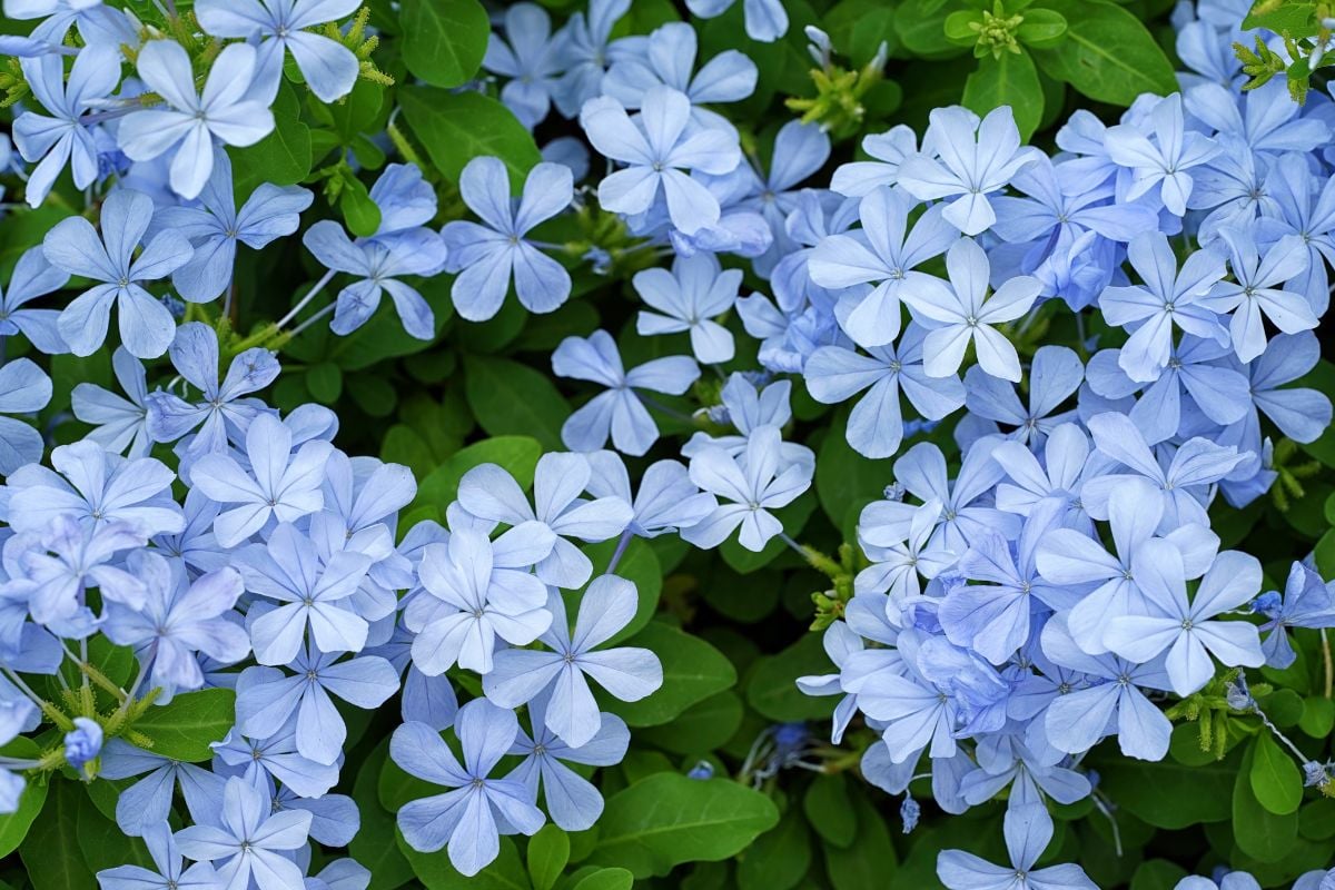 初夏から秋までお庭を彩るルリマツリ|魅力と花を咲かせる育て方のコツ