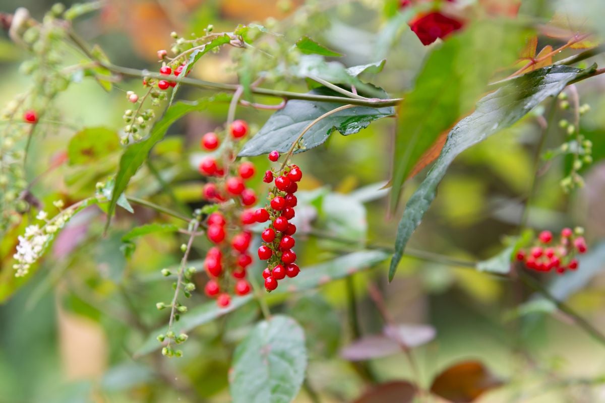 連なる実が愛らしい「ジュズサンゴ」の魅力と育て方｜寄せ植えや花あしらいで楽しむ季節の暮らし