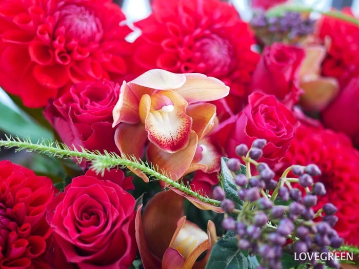 冬の花